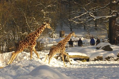 뉘른베르크 동물원 (티어가르텐 뉘른베르크)
